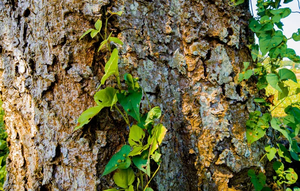aesthetic tree bark texture. nature background. dry tree bark texture background