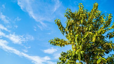 Sabahları açık mavi gökyüzü olan meşe ağacı. Doğa arka planı için açık gökyüzü olan ağaçların görüntüsü. Açık hava konsepti. Metin girmek için boş alan