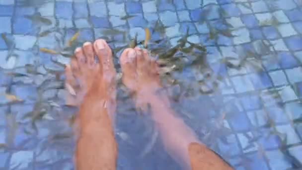 Close Fish Therapy Remove Dead Skin Cells Feet — Wideo stockowe