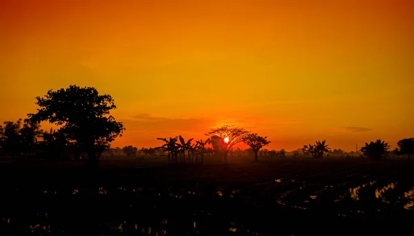 Silueta Krásných Přírodních Stromů Při Východu Slunce Oranžovou Oblohou — Stock fotografie