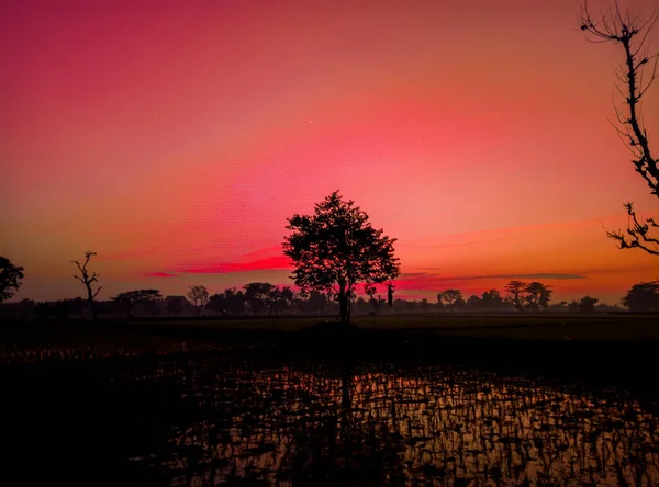 Silhouette of beautiful nature trees at sunrise with red sky