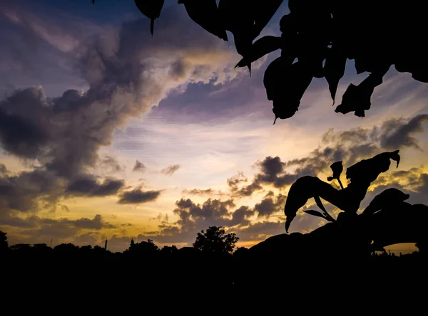 Panoramic Tree Silhouette Sunset Silhouette Trees Sky Clouds Yellow Dark — Foto de Stock