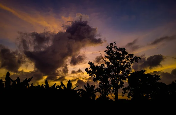 Panoramic Tree Silhouette Sunset Silhouette Trees Sky Clouds Yellow Dark — Stockfoto