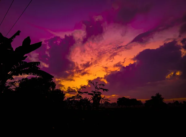 Panoramic Tree Silhouette Sunset Silhouette Trees Purple Cloud Sky Evening — Stockfoto