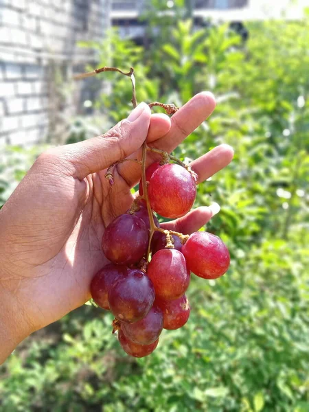 Vitis vinifera or the red globe or red grapes. This fruit has a hard flesh and large seeds, this fruit is often found in America, Chile, Australia. Hands holding red grapes on a blurred background