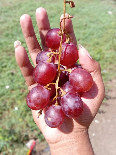 Vitis vinifera or the red globe or red grapes. This fruit has a hard flesh and large seeds, this fruit is often found in America, Chile, Australia. Hands holding red grapes on a blurred background