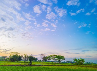 natural scenery in rice fields and blue sky and wavy white clouds in the morning