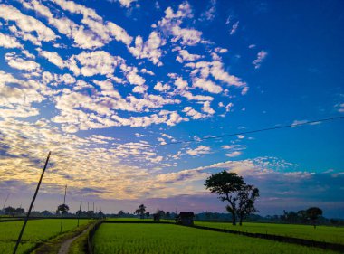 natural scenery in rice fields and blue sky and wavy white clouds in the morning