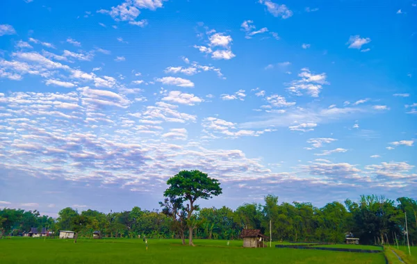 Природные Пейзажи Рисовых Полях Голубое Небо Волнистые Белые Облака Утром — стоковое фото