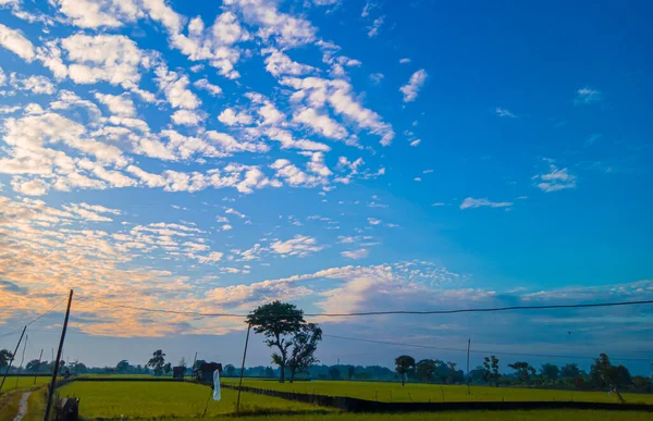 Natural Scenery Rice Fields Blue Sky Wavy White Clouds Morning — Stok fotoğraf