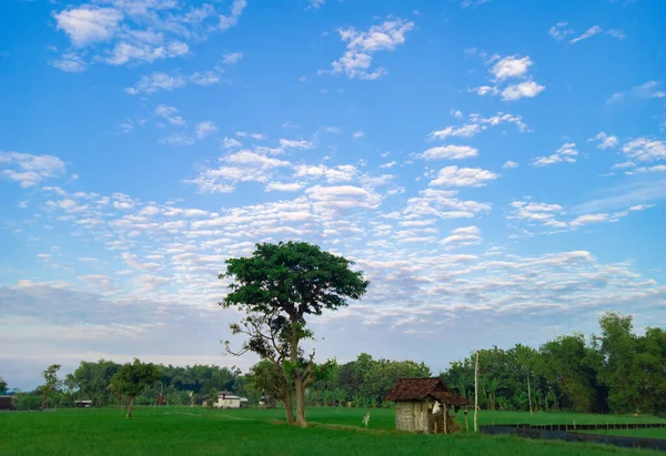 Natural Scenery Rice Fields Blue Sky Wavy White Clouds Morning — Stok fotoğraf