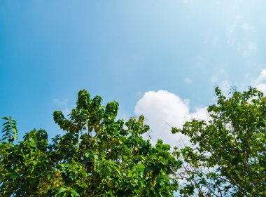 Ormandaki meşe ağaçlarının manzarası, sabahları meşe ağaçları, doğa arka planı, tropik ormanlardaki meşe ağaçları, doğa duvar kağıdı, meşe ağacı.