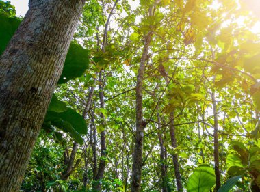 Ormandaki meşe ağaçlarının manzarası, sabahları meşe ağaçları, doğa arka planı, tropik ormanlardaki meşe ağaçları, doğa duvar kağıdı, meşe ağacı.