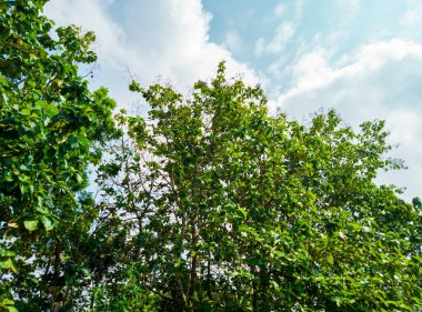 Ormandaki meşe ağaçlarının manzarası, sabahları meşe ağaçları, doğa arka planı, tropik ormanlardaki meşe ağaçları, doğa duvar kağıdı, meşe ağacı.