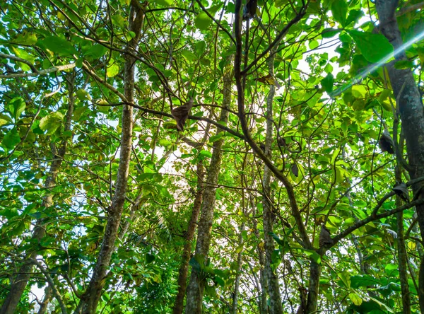 Vista Los Árboles Teca Bosque Árboles Teca Mañana Fondo Natural —  Fotos de Stock