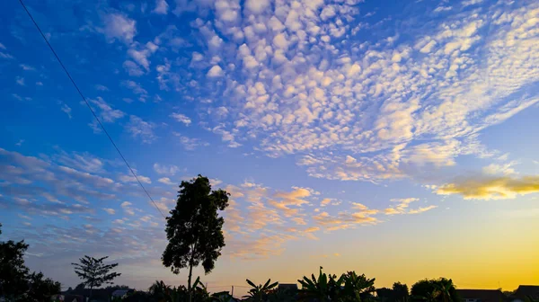 Natural scenery in the morning at sunrise and tree silhouette landscape