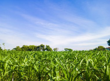 cornfield farming industry to serve as staple food for local farmers, young cornfield landscape and blue sky