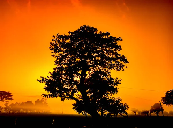 Silhouette Von Bäumen Und Natürliche Landschaft Des Orangen Himmels Nachmittag — Stockfoto