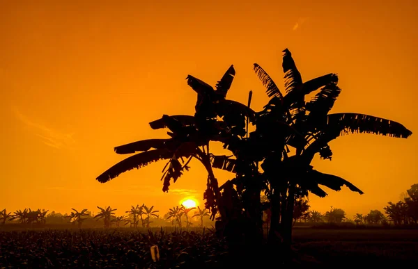 Silhouette Von Bananenbäumen Und Natürliche Landschaft Des Orangen Himmels Nachmittag — Stockfoto