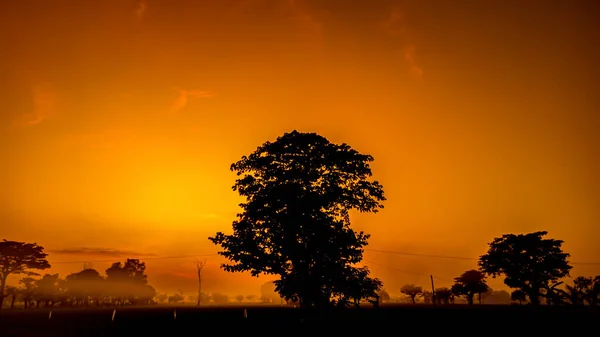 Silhueta Árvores Paisagem Natural Céu Alaranjado Tarde Árvores Negras Panorama — Fotografia de Stock