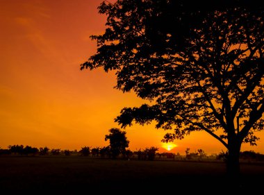 Ağaçların silueti ve turuncu gökyüzünün doğal manzarası öğleden sonra. Güneş doğarken siyah ağaçlar ve turuncu gökyüzü manzarası 