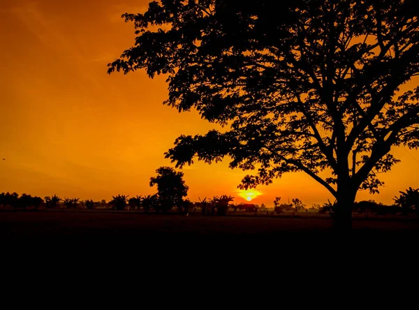 Silueta Árboles Paisajes Naturales Cielo Anaranjado Por Tarde Árboles Negros — Foto de Stock