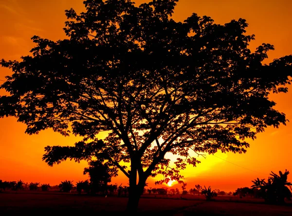 Silhouette Von Bäumen Und Natürliche Landschaft Des Orangen Himmels Nachmittag — Stockfoto