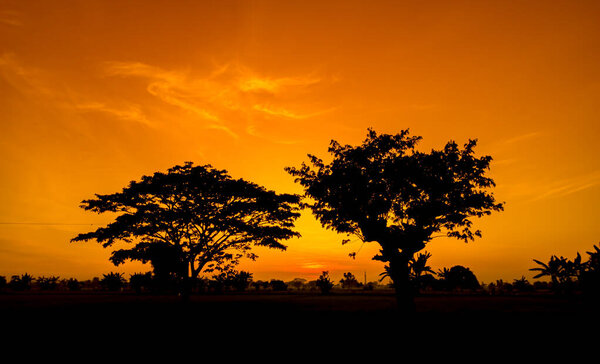 Silhouette of trees and natural scenery of orange sky in the afternoon. black trees and orange sky panorama at sunrise