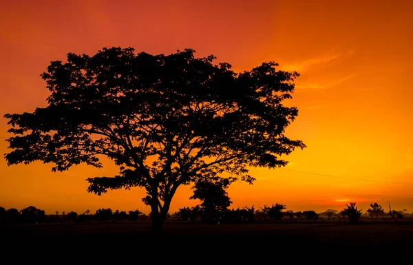 Silhouette Von Bäumen Und Natürliche Landschaft Des Orangen Himmels Nachmittag — Stockfoto