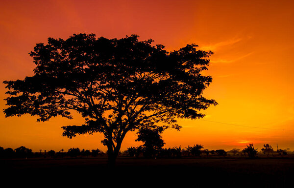 Silhouette of trees and natural scenery of orange sky in the afternoon. black trees and orange sky panorama at sunrise