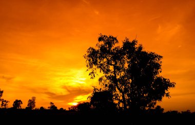 Gün batımında güzel turuncu gökyüzü ve ağaç siluetinin doğal manzarası. Güzel doğa akşam gökyüzü arkaplanı 