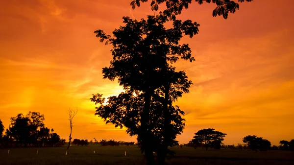Natural panorama of beautiful orange sky at sunset and tree silhouette. beautiful nature evening sky background