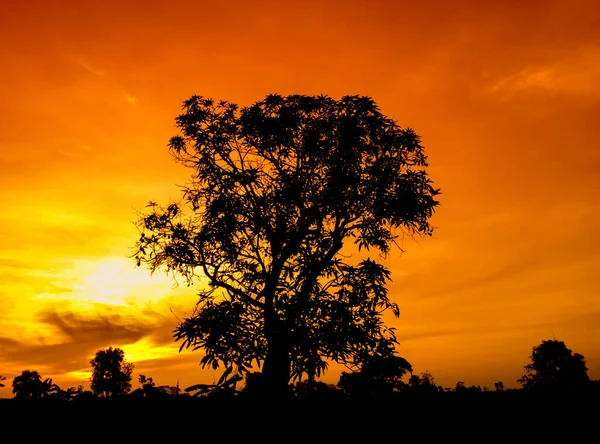 Natural panorama of beautiful orange sky at sunset and tree silhouette. beautiful nature evening sky background