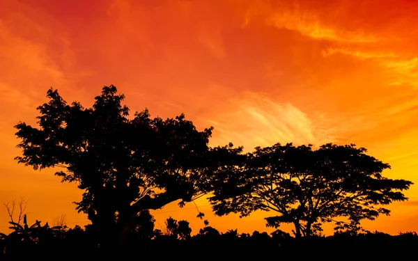 Panorama Natural Hermoso Cielo Naranja Atardecer Silueta Árbol Hermosa Naturaleza —  Fotos de Stock