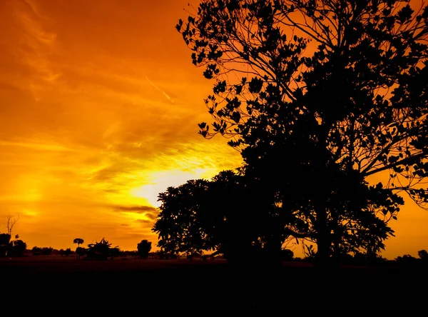 Naturpanorama Eines Wunderschönen Orangen Himmels Bei Sonnenuntergang Und Baumsilhouette Schöne — Stockfoto