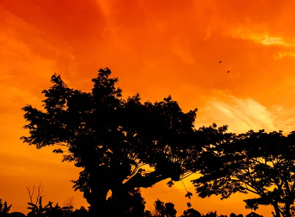 Natural panorama of beautiful orange sky at sunset and tree silhouette. beautiful nature evening sky background