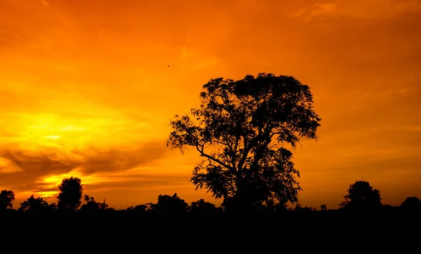 Panorama Natural Belo Céu Laranja Pôr Sol Silhueta Árvores Bela — Fotografia de Stock