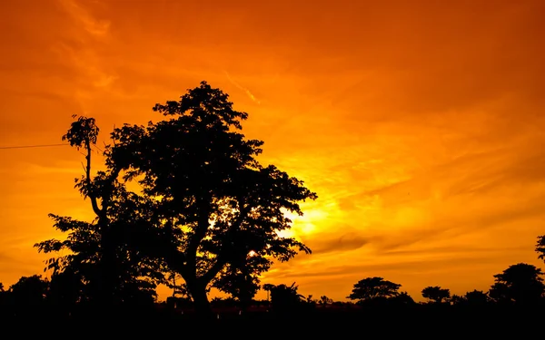 Естественная Панорама Красивого Оранжевого Неба Закате Силуэт Деревьев Красивая Природа — стоковое фото