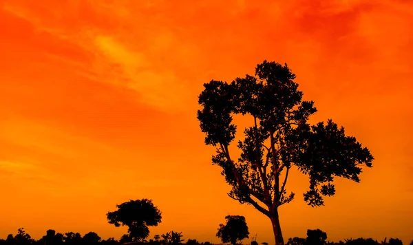 Natural panorama of beautiful orange sky at sunset and tree silhouette. beautiful nature evening sky background