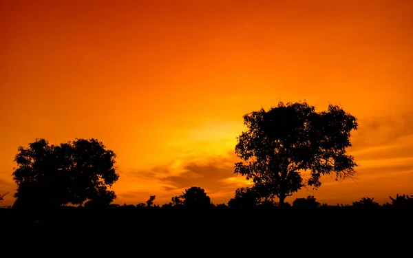 Naturpanorama Eines Wunderschönen Orangen Himmels Bei Sonnenuntergang Und Baumsilhouette Schöne — Stockfoto