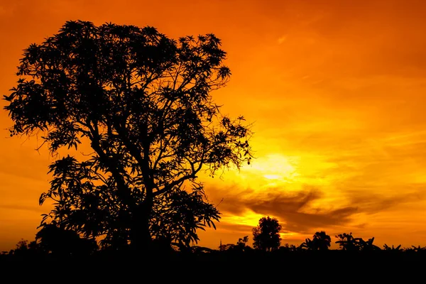 Naturpanorama Eines Wunderschönen Orangen Himmels Bei Sonnenuntergang Und Baumsilhouette Schöne — Stockfoto