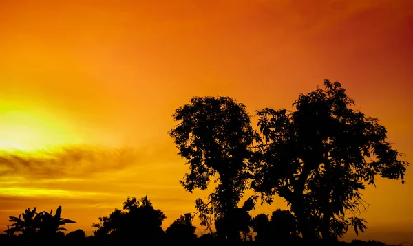 Naturpanorama Eines Wunderschönen Orangen Himmels Bei Sonnenuntergang Und Baumsilhouette Schöne — Stockfoto