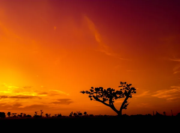 Silueta Minimalista Árbol Con Cielo Naranja Atardecer África Con Espacio — Foto de Stock