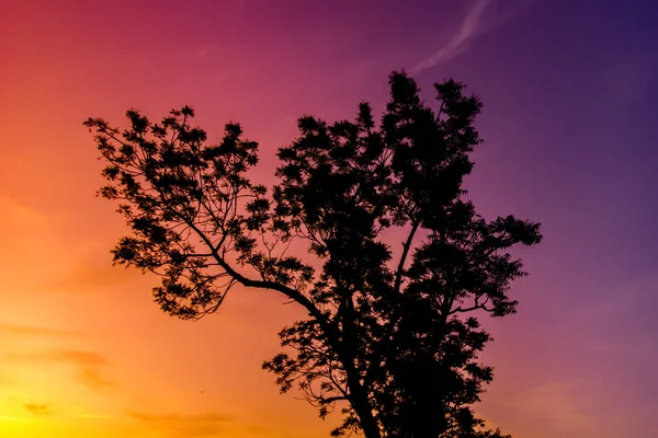 Природный Пейзаж Синим Фиолетовым Золотисто Оранжевым Небом Закате Силуэтами Деревьев — стоковое фото