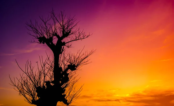 Силуэт Сухого Дерева Листья Которого Падают Время Сухого Сезона Африке — стоковое фото