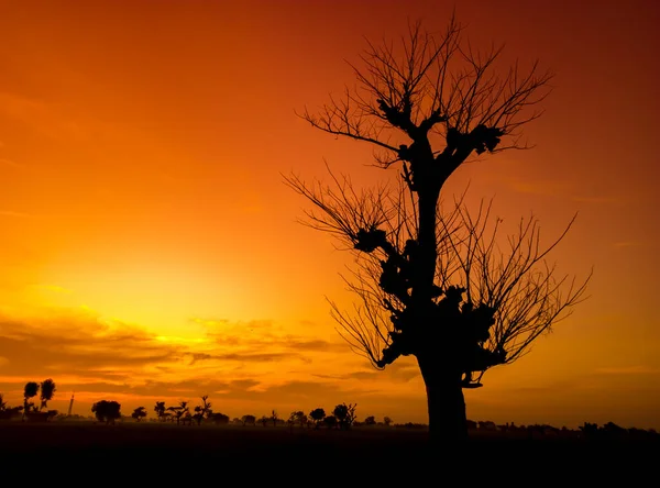 View of the orange sky in Africa in the evening. A dry tree whose leaves fall during the dry season in Africa and the sky is beautiful at sunset