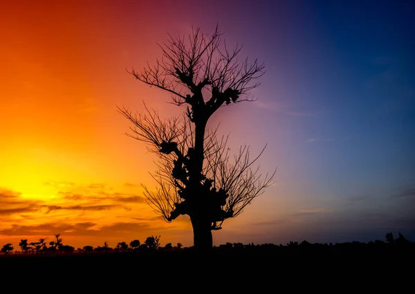 Silhouette of a dry tree whose leaves fall during the dry season in Africa, the atmosphere of the twilight sky is blue, purple and golden orange with a silhouette tree. Natural landscape at sunset