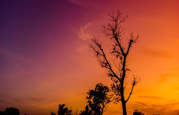 アフリカの乾季に葉が落ちる乾燥した木のシルエットは 薄暗い空の雰囲気が青 金色のオレンジで シルエットの木があります 日没時の自然景観 — ストック写真