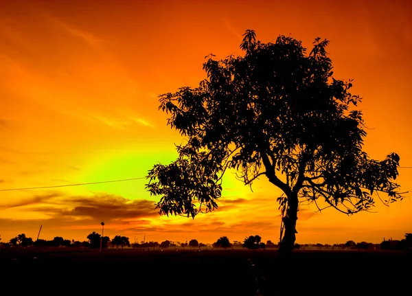 Beautiful View Orange Sky Afternoon Sunset Tree Silhouettes Golden Natural — Stock Photo, Image