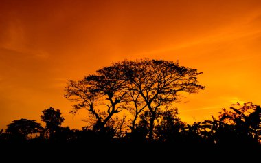 Gün batımında güzel turuncu gökyüzü ve ağaç siluetinin doğal manzarası. Güzel doğa akşam gökyüzü arkaplanı